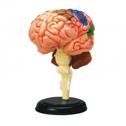 RESURSE DE ÎNVĂȚARE A MODELULUI DE CREIER ANATOMIC - 8112100015 - 8112100015 - view 1