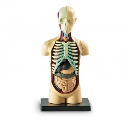 MINI TORSO RESURSE DE... - 6635100324 - view 2