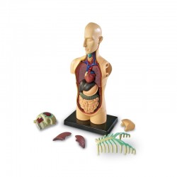 Мини торс Learning Resources, 11 cm - 6635100324 - view 3
                  