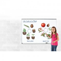 RESURSE DE ÎNVĂȚARE SET MAGNET CICCUL DE VIAȚĂ A PLANTEI - 8112140003 - 8112140003 - view 1