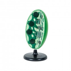 MODEL DE CLOROPLAST NOWA SZKOLA, 3D - 6626020005 - 6626020005 - view 1