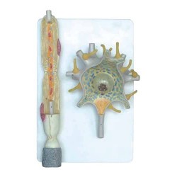 NEURON MODEL NOWA SZKOLA - 6626020017 - 6626020017 - view 1