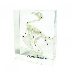 SCHELET POVEN NOWA SZKOLA, 18X14X8CM - 6626020037 - 6626020037 - view 1