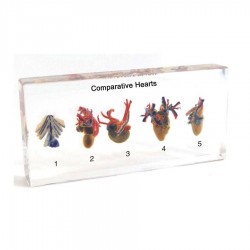 INIMĂ DE ANIMALE MODEL NOWA SZKOLA CU DECUPĂR DIN PLEXIGLAS - 6626020132 - 6626020132 - view 1
