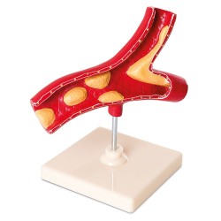 ARTERY MODEL NOWA SZKOLA PE STAND - 6626020009 - 6626020009 - view 1